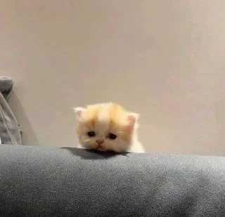 🌟 emoji котяяяятки Telegram sticker 20 of 61