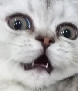 🤯 emoji плюшка почеши себе ушко Telegram sticker 7 of 120