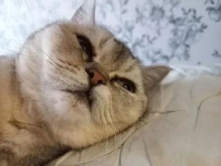 😢 emoji плюшка почеши себе ушко Telegram sticker 10 of 120