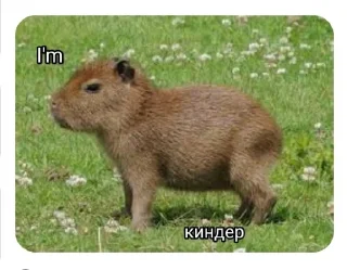 🤱 emoji capybara Telegram sticker 5 of 6