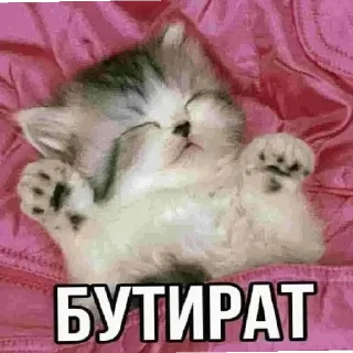 😀 emoji друзьяшки курседа Telegram sticker 19 of 23