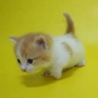 😺 emoji тгк: @vishnevyvareniki Telegram sticker 9 of 34