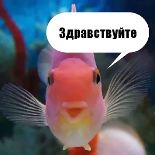 🐟 emoji рыбывнепонятках Telegram sticker 15 of 26