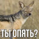 Sticker from ебучий шакал