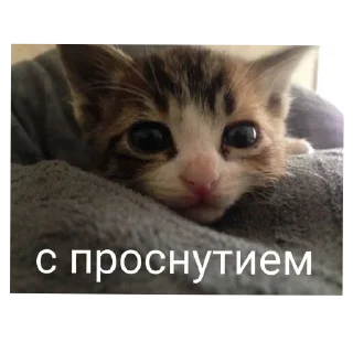 😀 emoji Моя дичь Telegram sticker 20 of 36