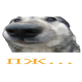 🙏 emoji Мемы на все случаи жизни @Cactus_Information Telegram sticker 8 of 52