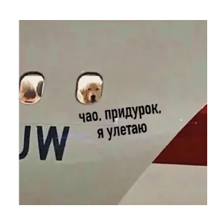 🚅 emoji *Мемы на все случаи жизни* Telegram sticker 11 of 42
