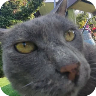 🐱 emoji Пиздатики) Telegram sticker 1 of 30