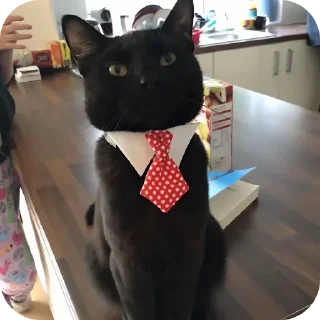 🐱 emoji Пиздатики) Telegram sticker 10 of 30