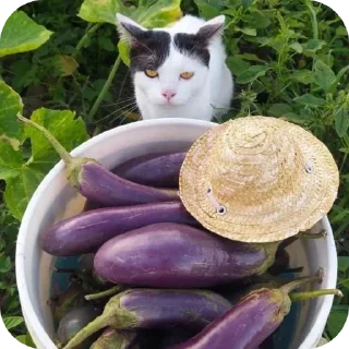 🐱 emoji Крутой стикер пак Telegram sticker 13 of 87