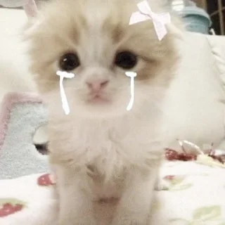 😭 emoji киотич4ки @kotikmoinarkotik Telegram sticker 6 of 35