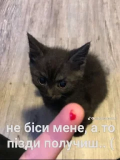 😭 emoji ❤️Котеечки-Ван-Лав❤️ Telegram sticker 19 of 47