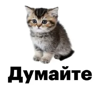 🧐 emoji все новиопы попадают в рай Telegram sticker 21 of 46