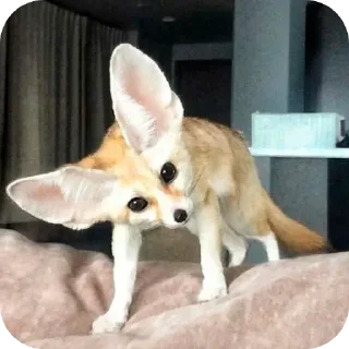 🤨 emoji Фенёк🦊 Telegram sticker 9 of 36
