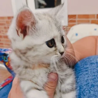 🧐 emoji Котёнки Telegram sticker 18 of 46