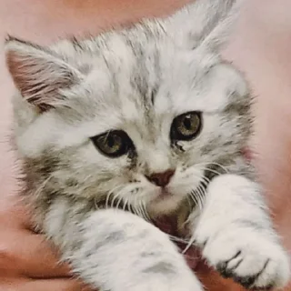 😮‍💨 emoji Котёнки Telegram sticker 19 of 46