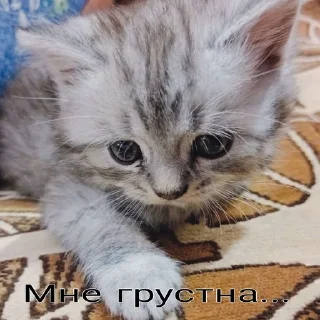 😢 emoji Котёнки Telegram sticker 23 of 46