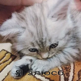 😡 emoji Котёнки Telegram sticker 24 of 46