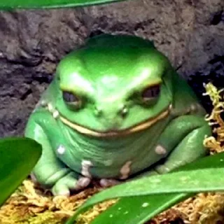 🐸 emoji Жаби мої жаби Telegram sticker 11 of 41