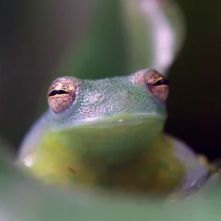 🐸 emoji Жаби мої жаби Telegram sticker 13 of 41