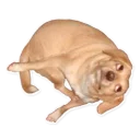 🐶 emoji dog Telegram sticker 8 of 8
