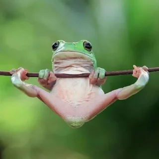 🌟 emoji frogi Telegram sticker 17 of 56