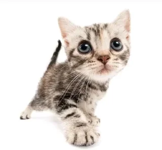 🐈‍⬛ emoji стики Telegram sticker 2 of 17