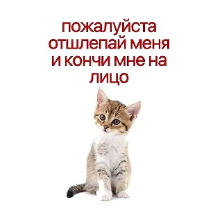 🥵 emoji Смэкмайээээссс Telegram sticker 1 of 44