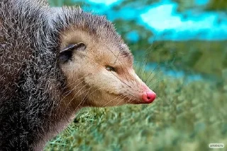 😡 emoji Opossum Telegram sticker 8 of 86
