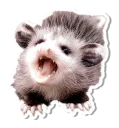😣 emoji Opossum Telegram sticker 11 of 16