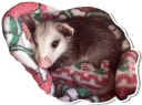 😖 emoji Opossum Telegram sticker 13 of 16