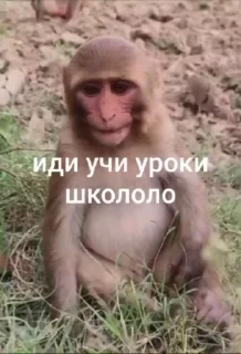 🌟 emoji манки брадки 2 Telegram sticker 11 of 120