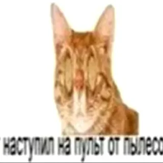 😱 emoji кот спит Telegram sticker 18 of 41