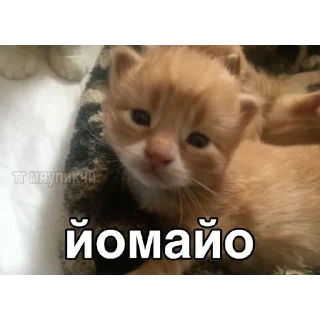 😦 emoji коти Telegram sticker 14 of 120