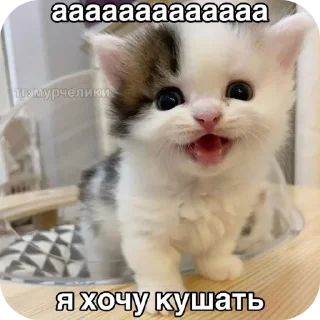 🥰 emoji коти Telegram sticker 24 of 120