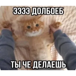 😦 emoji коти Telegram sticker 8 of 120