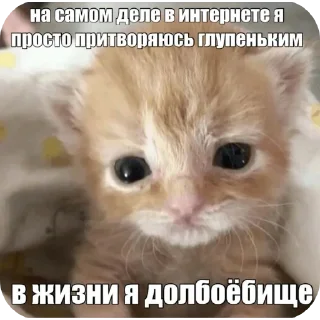 🥰 emoji коти Telegram sticker 12 of 120