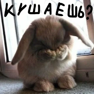 🐰 emoji Зайчики на все случаи жизни Telegram sticker 9 of 57