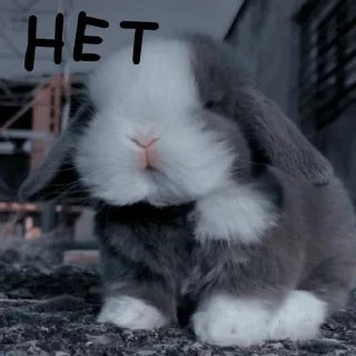 🐰 emoji Зайчики на все случаи жизни Telegram sticker 8 of 57