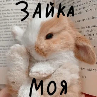 🐰 emoji Зайчики на все случаи жизни Telegram sticker 23 of 57