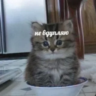 🙃 emoji Юра лох Telegram sticker 24 of 45