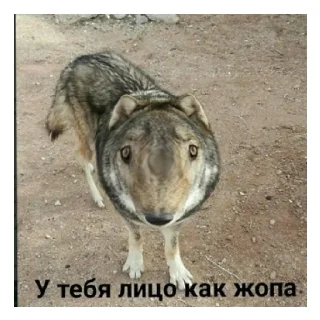 😄 emoji Артем педик Telegram sticker 8 of 31