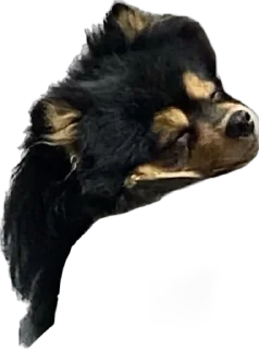 🌟 emoji Пушнина Telegram sticker 8 of 61