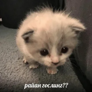 😎 emoji тоша самый лучший Telegram sticker 11 of 39