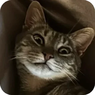 🙃 emoji Арчи❤️ Telegram sticker 21 of 34