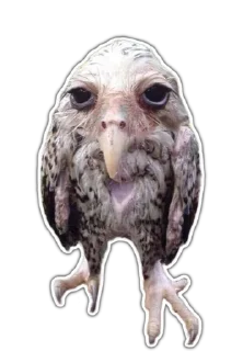 🦉 emoji Pinterest Meme Telegram sticker 7 of 120