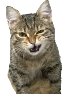 🫢 emoji Мая Telegram sticker 23 of 28