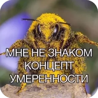 🫥 emoji Санечкин набор Telegram sticker 6 of 67