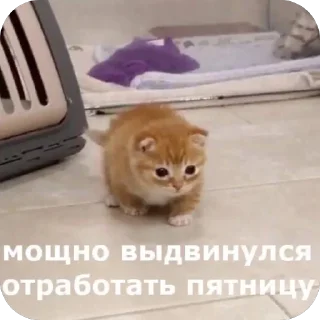 🫥 emoji Санечкин набор Telegram sticker 19 of 67