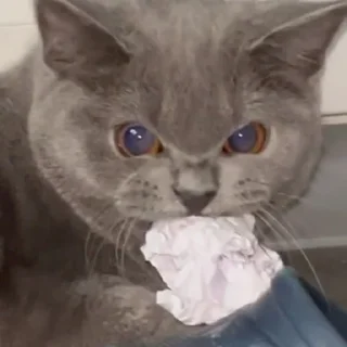 😠 emoji я варя если что Telegram sticker 19 of 27